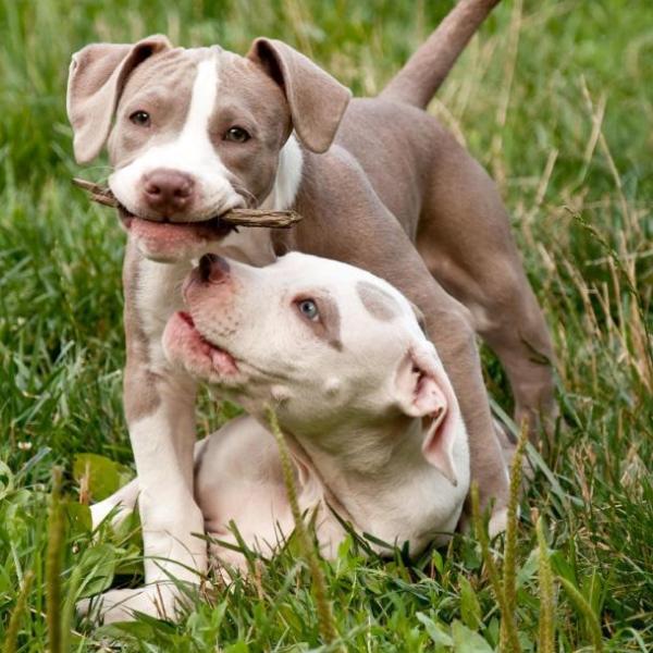 Quando smette di crescere un Pitbull?