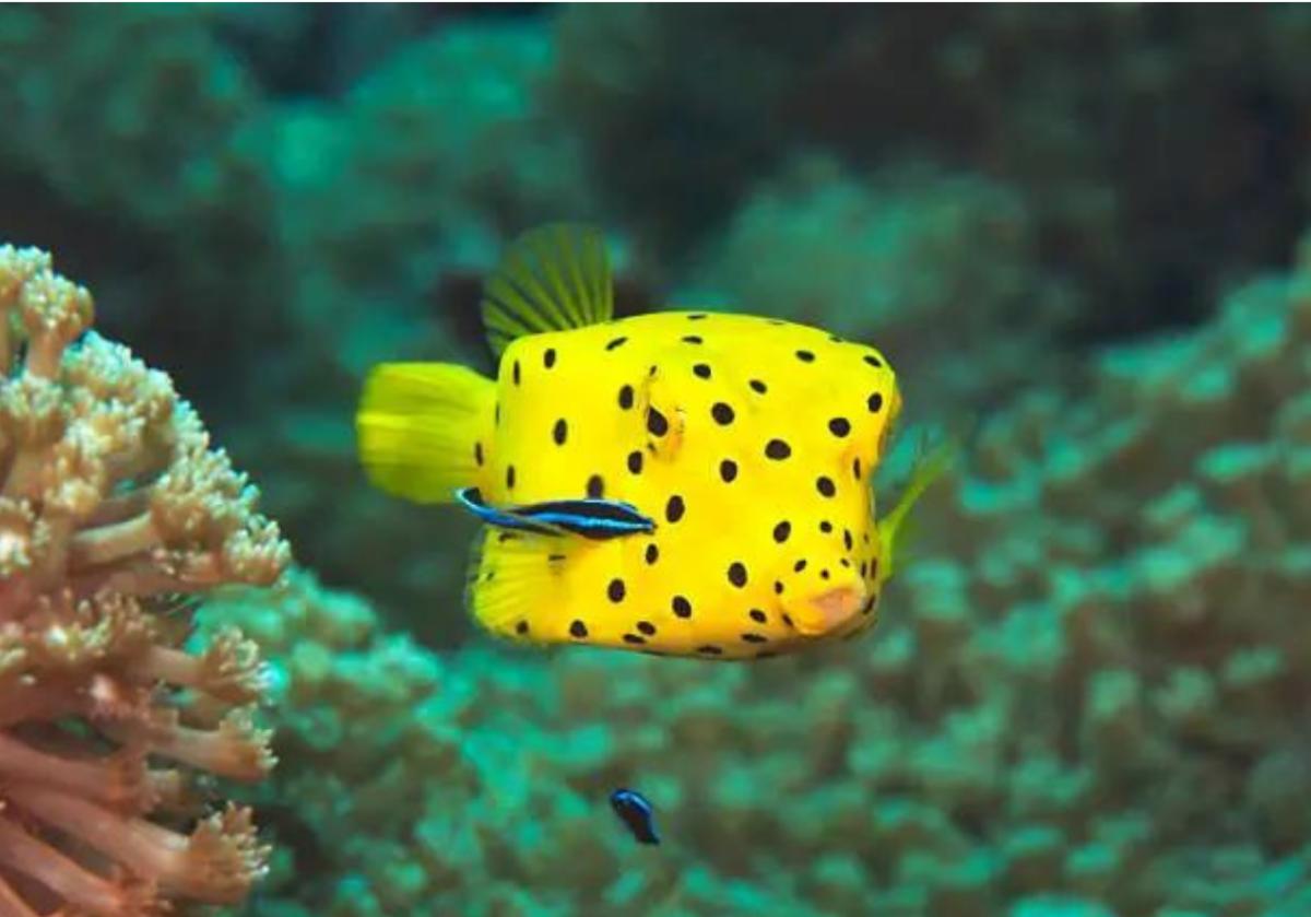 Animali marini
