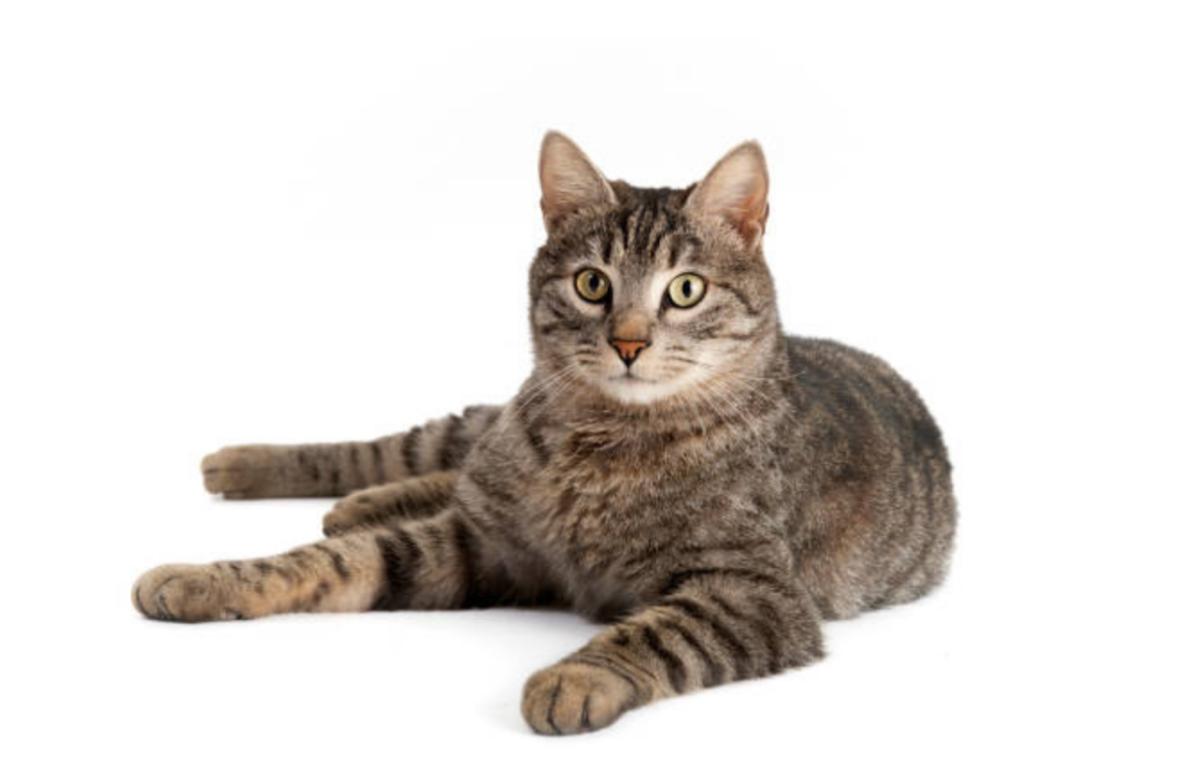 Iperestesia felina: sintomi, cause, cura e quanto dura