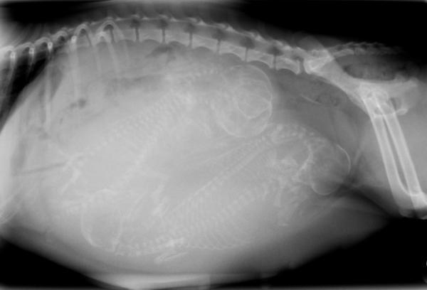 Quanto dura la gravidanza di un cane