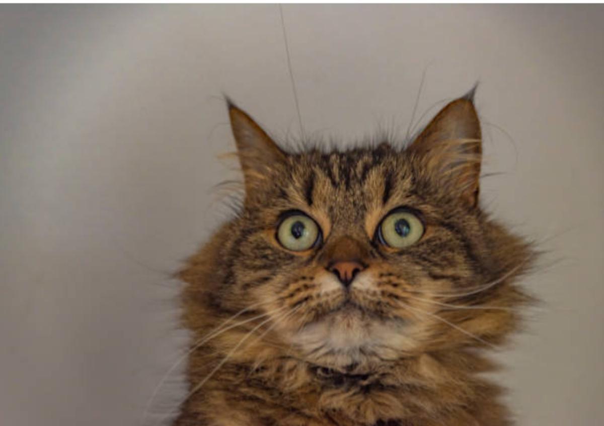 Il mio gatto ha un occhio che lacrima marrone: cause e rimedi