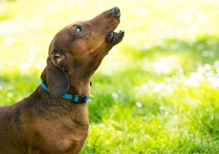 Perché i cani ululano quando passa l'ambulanza? - Tutte le cause!