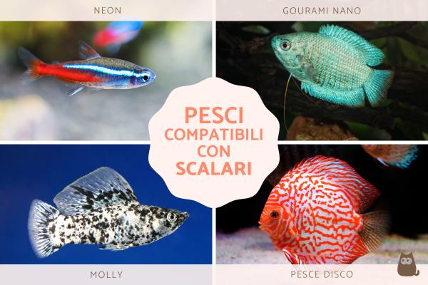 10 Esche Soft Bait In Gomma Morbida 8 Cm – Universali Per Luccioperca, Luccio, Persico E Pollack