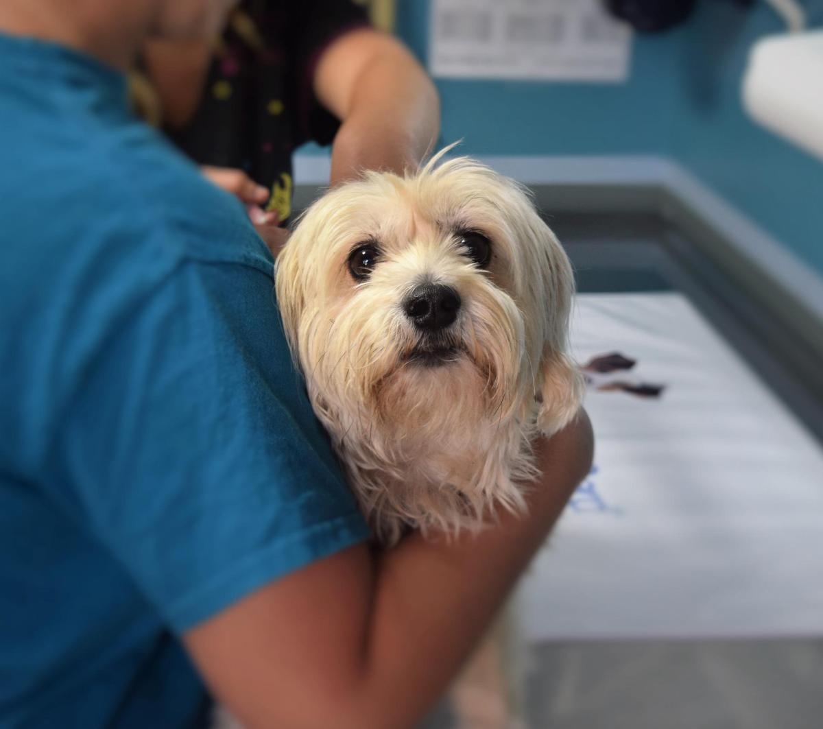 Enrofloxacina (Baytril) per cani: dosaggio, usi ed effetti collaterali