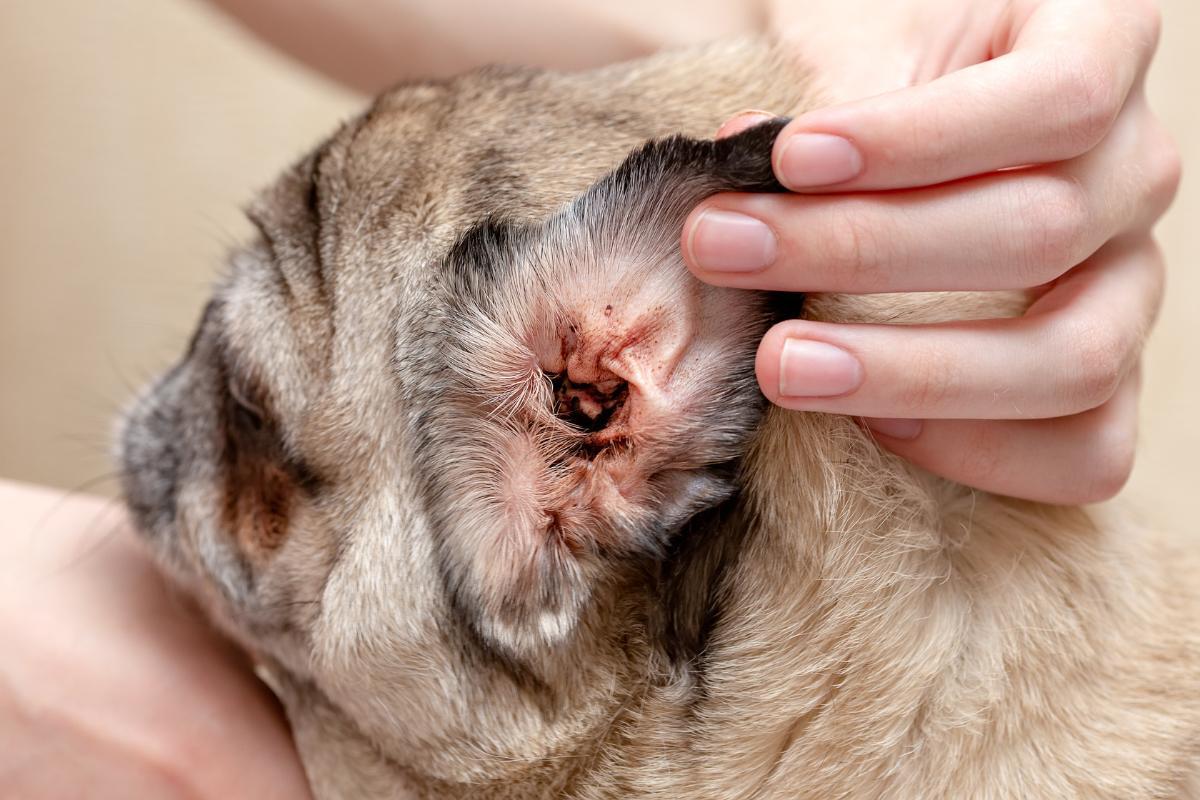 Cerume scuro nelle orecchie del cane - cause e rimedi naturali