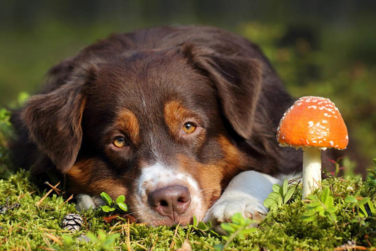 I cani possono mangiare i funghi?