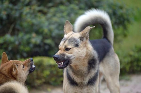 Come fare andare d'accordo due cani maschi