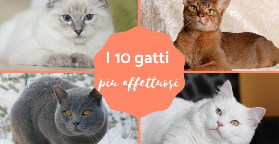 Gatti affettuosi: i più socievoli ed amorevoli