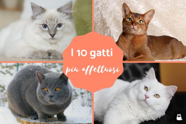 Gatti affettuosi: i più socievoli ed amorevoli