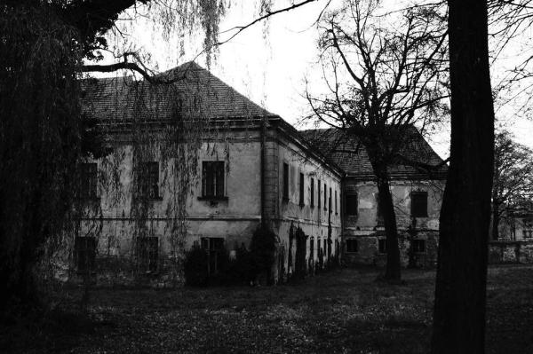 I cani avvertono presenze paranormali? - L'esperimento di Robert Morris