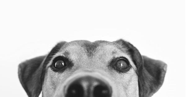 I cani avvertono presenze paranormali? - L'olfatto del cane