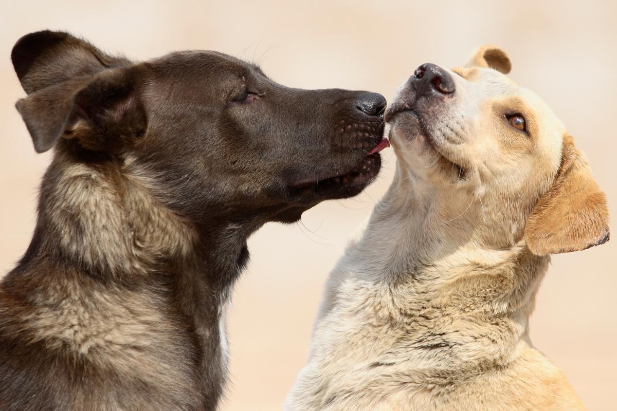 Quante volte si deve accoppiare un cane per rimanere incinta?