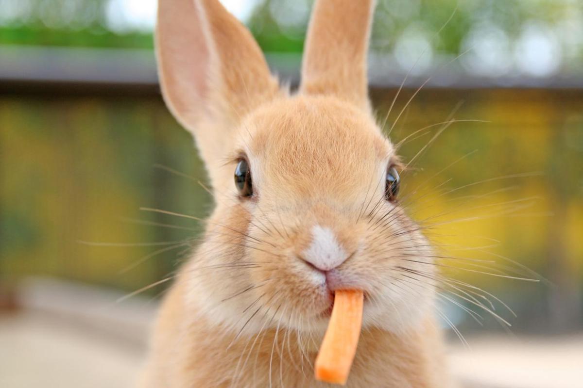 Snack e premi per conigli