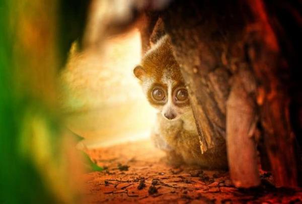 Animali con occhi grandi