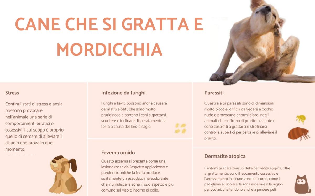 Cane che si gratta e mordicchia: cause e cosa fare