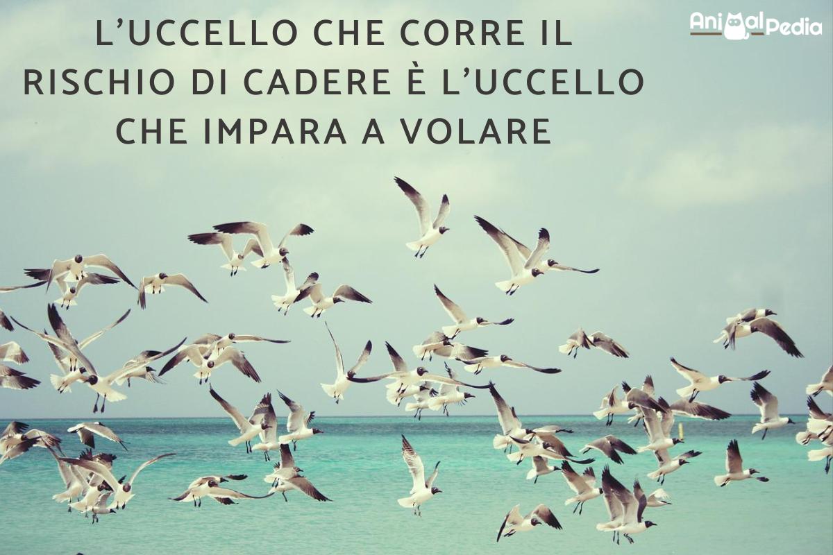 Frasi sugli uccelli