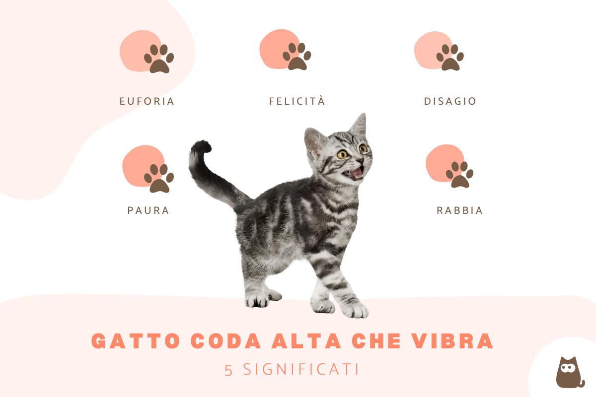 Gatto coda alta che vibra: significato