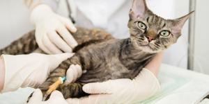Malattie infettive nel gatto: cause, sintomi e cure
