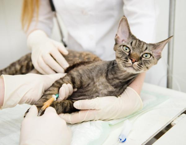 Malattie infettive nel gatto: cause, sintomi e cure