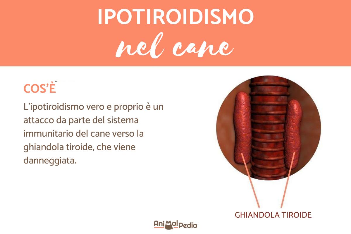Ipotiroidismo nel cane: Cause, sintomi e trattamento
