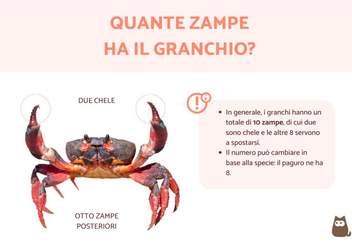 Quante zampe ha il granchio?