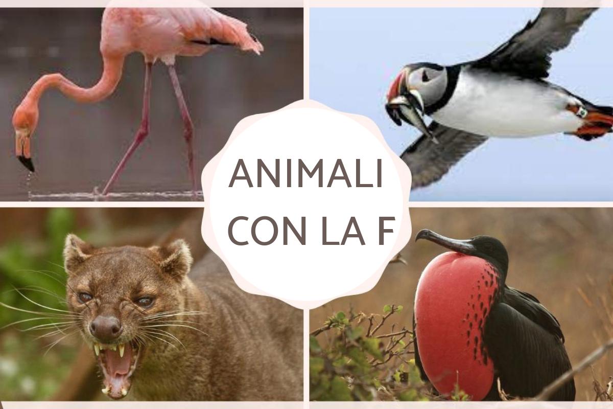 Animali con la F