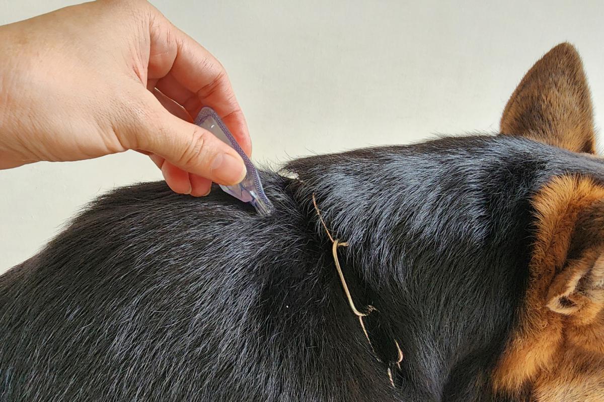 Uova di pulci nel cane: come eliminarle?