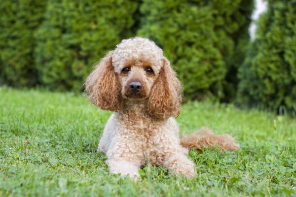 Razze di cani meno costosi - 10. Barbone medio