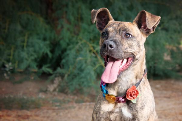 Razze di cani meno costosi - 1. Razze ibride