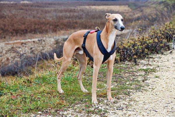 Razze di cani meno costosi - 2. Levriero spagnolo