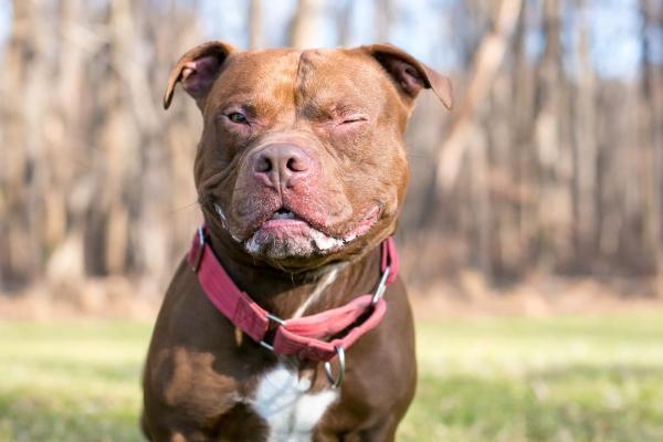 Razze di cani meno costosi - 3. Cani pitbull