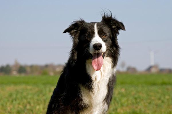 Razze di cani meno costosi - 4. Border collie