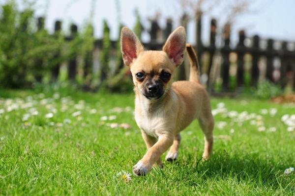 Razze di cani meno costosi - 6. Chihuahua