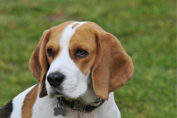 Razze di cani meno costosi - 7. Beagle