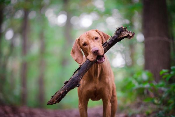 Razze di cani meno costosi - 9. Bracco ungherese o vizsla