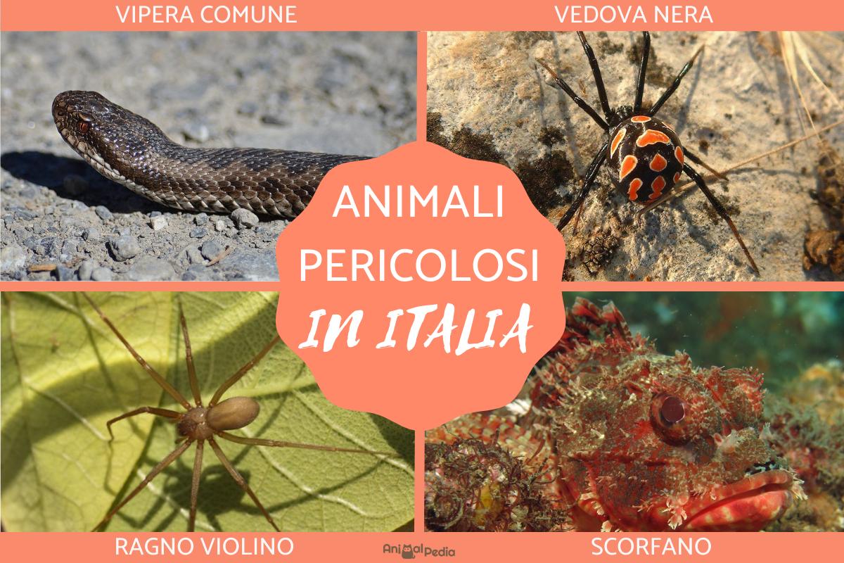 Animali pericolosi in Italia