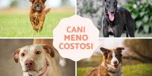 Razze di cani meno costosi