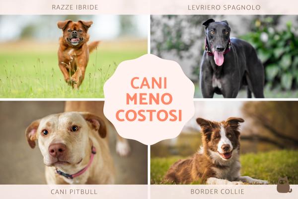 Razze di cani meno costosi