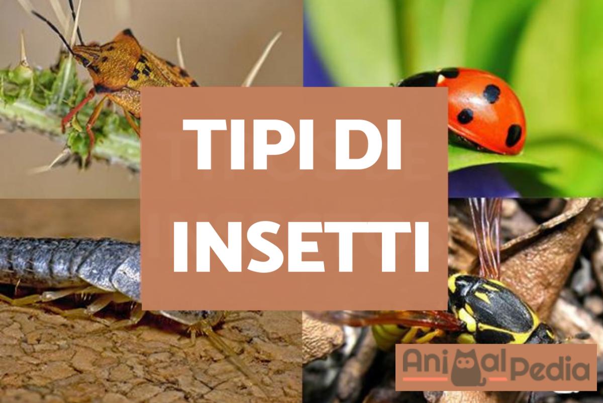 Tipi di insetti: caratteristiche e nomi