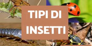 YOYI ART – Insegna Decorativa Con Diversi Tipi Di Volpi