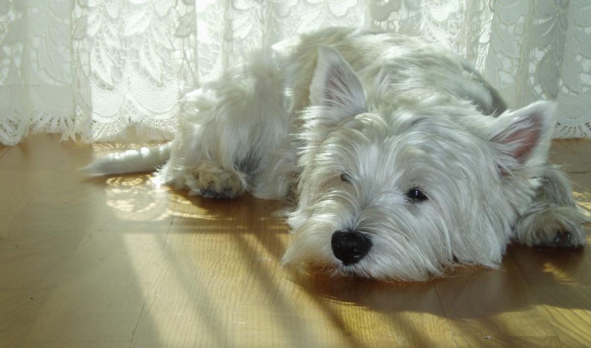 West Highland White Terrier: malattie più comuni