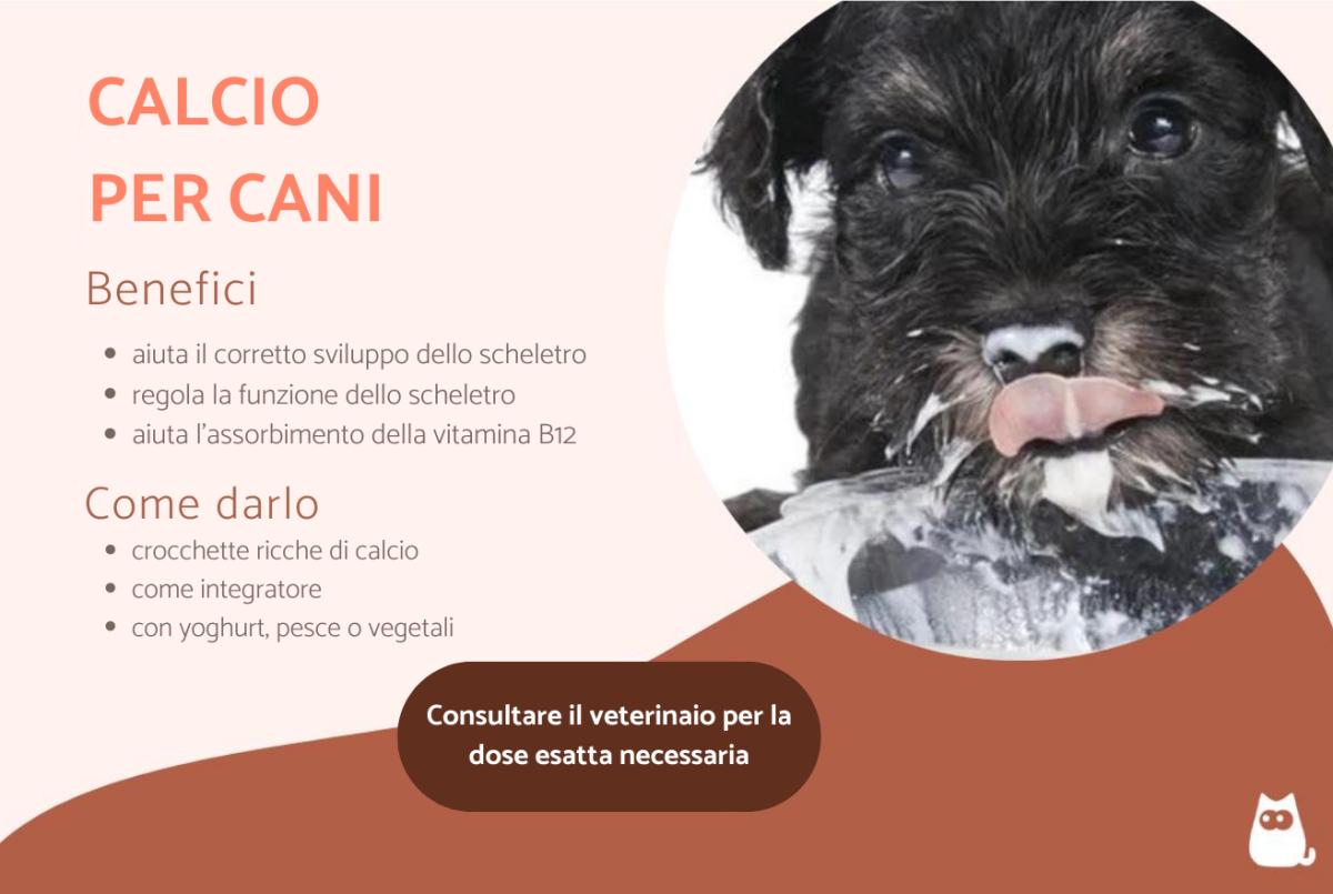 Calcio per cani: a cosa serve e dosaggio