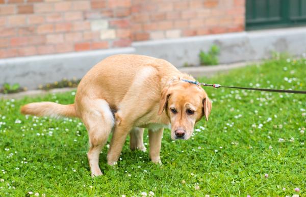 Cosa fare se il cane ha la diarrea