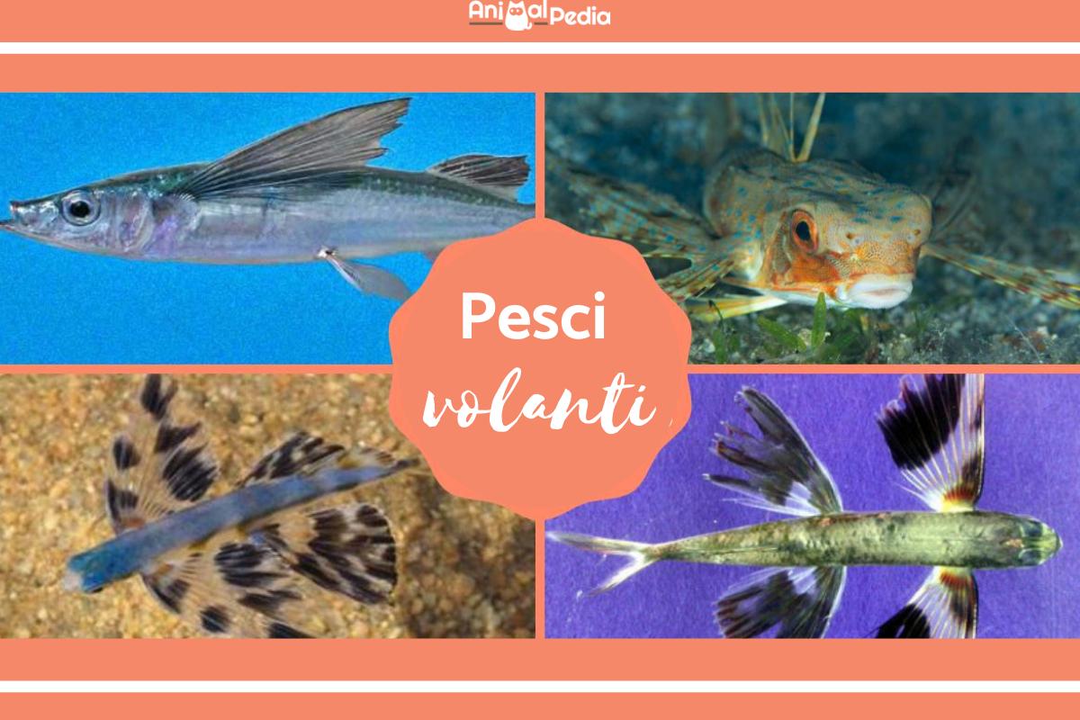Pesci volanti - Tipi e caratteristiche