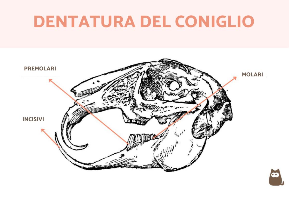 Quanti denti ha un coniglio?