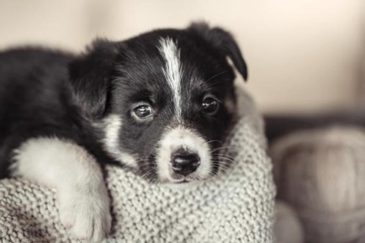 Cosa fare se il cucciolo piange di notte