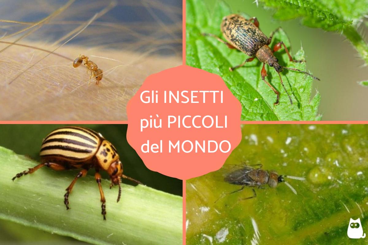 I 10 insetti più piccoli al mondo
