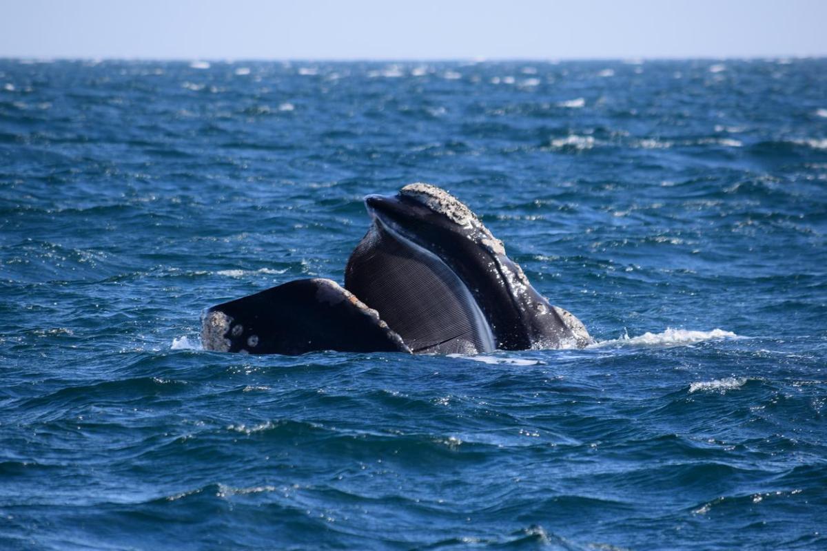 Le balene hanno i denti?