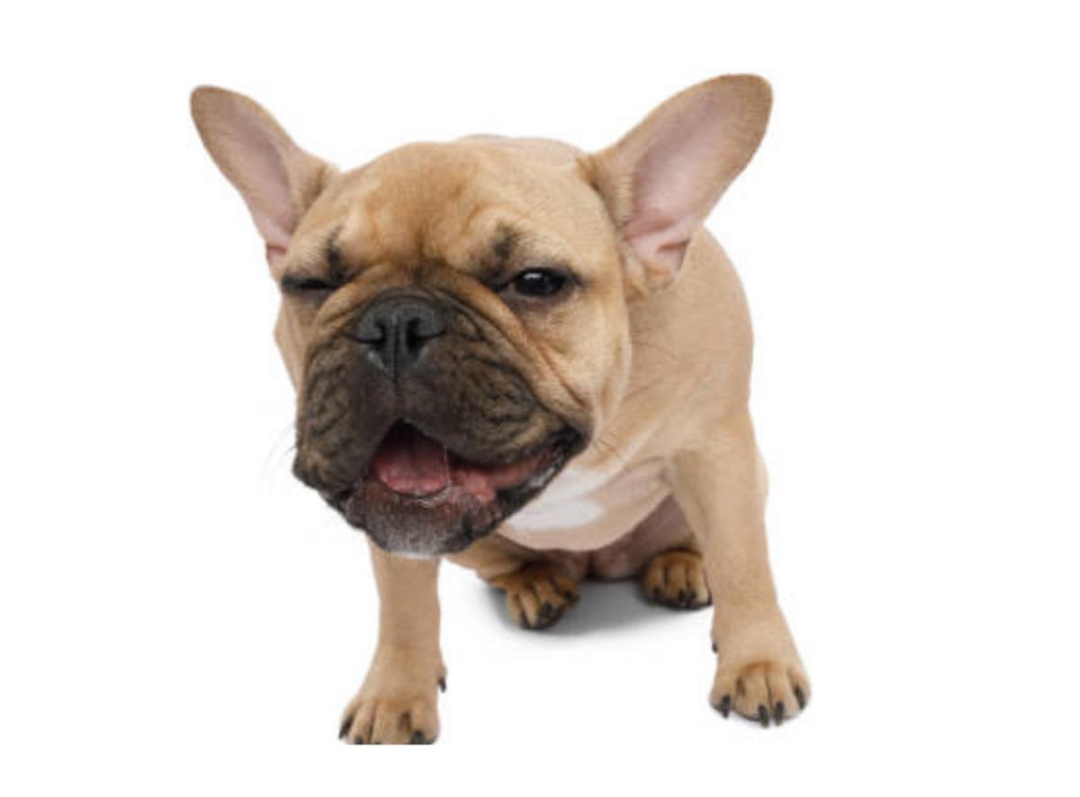 Tosse cardiaca nel cane: cause, sintomi, cura e rimedi naturali