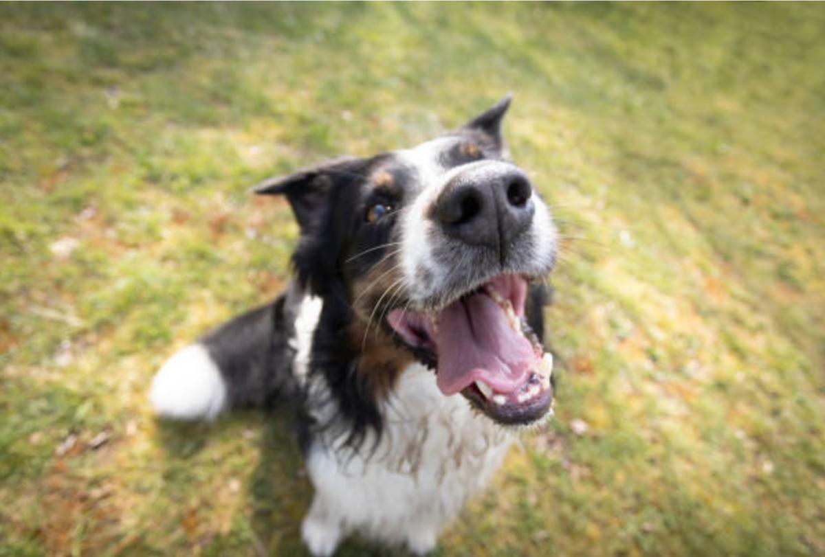 Cane con lingua di fuori e respiro affannoso: perché e cosa fare